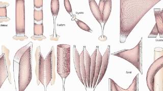 general anatomy 3 skeletal musclesdr  Sameh Ghazy [upl. by Angeli]