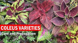 How to grow Coleus Plant Care and How to Propagate from Cuttings  Coleus cuttings  English [upl. by Ettenirt]