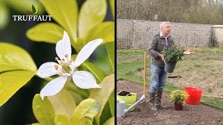 Comment planter un oranger du Mexique ou choisya ternata   Truffaut [upl. by Reivad257]