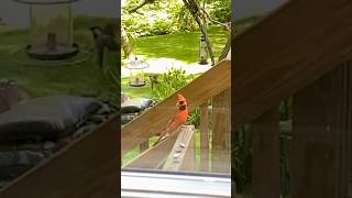 Cardinal Bird Taking Snack cardinalbird mybackyardbirding birders [upl. by Sanyu]