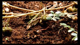 Weed Info How to Control Caltrop [upl. by Hsirrap]