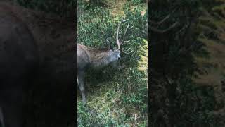 La fauna del Trentino Alto Adige [upl. by Nylak]