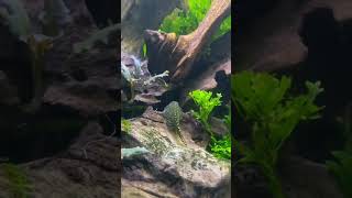 Best algae eaters for planted tank  Hillstream loach  Cory catfish  Kuhli loach  Cherry shrimp [upl. by Ynaffik289]