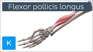 Flexor pollicis longus muscle  Origin Insertion Innervation amp Function  Anatomy  Kenhub [upl. by Lamraj]