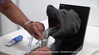 Intubazione orotracheale nel cane  Clinical Skills Lab [upl. by Stannfield]