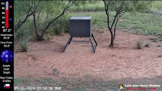 Earthquake 091624  Lake Alan Henry Wildlife Cam [upl. by Eremaj]