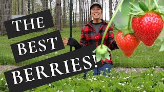 How to Plant and Care for Strawberries  The BEST Tasting Variety [upl. by Anayik]