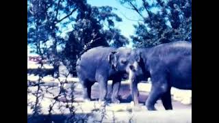 Taronga Zoo Sydney August 1983 [upl. by Anim]