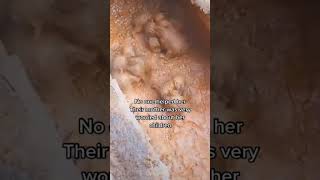 Helping Mother To Rescue Her Puppies From Mud puppyrescue puppylovers pets rescuedoglove [upl. by Sabec]