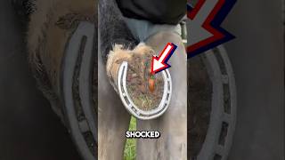 Extremelt satisfying horseshoe cleaning 😱 shorts oddlysatisfying [upl. by Eachern]