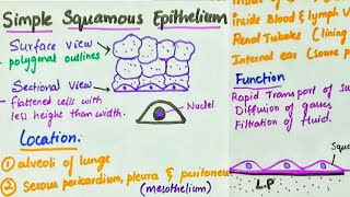 Simple Squamous Epithelium  Location  Function [upl. by Marchelle46]