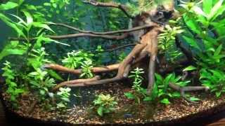 36 Gallon Bowfront Planted Tank  Update New ADA Driftwood [upl. by Aicert617]