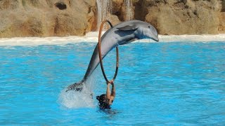 Les Dauphins  Loro Parque 2014 [upl. by Rehtul]