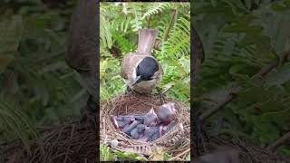 Heart touching moment bird feeding babies [upl. by Miharbi]