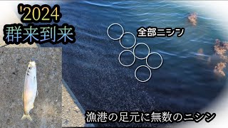 【これが群来】初のニシンが釣れた。北海道釣り [upl. by Dalis]