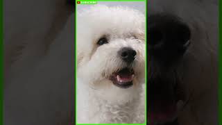 BICHON FRISE 101  Bichon Compilation  Bichon Frise Adult  Bichon Frise Playing shorts [upl. by Ilatfen]