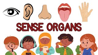 Sense organs The five senses for kids Human sense organs Five sense organs for kidsplaykid711 [upl. by Carine]