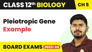 Pleiotropic Gene Example  Principles of Inheritance and Variation  Class 12 202223 [upl. by Aidnyl]