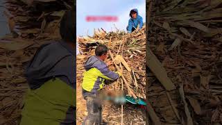 Process of tying sorghum straw for transportation [upl. by Yessac770]