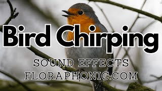 Bird Chirping and Tweet Sound Effects  floraphoniccom [upl. by Ollehcram251]