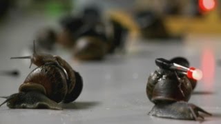 Incredible timelapse photography of snails New study reveals snails pace [upl. by Anne]