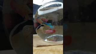 Betta fish tank setup bettafish betta aquarim freshwatertank trending aquarium pets pets [upl. by Tamanaha]