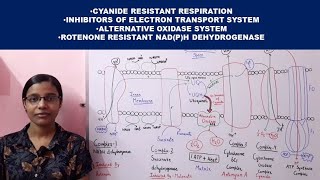 PART I  Oxidative Phosphorylation Electron Transport Chain [upl. by Sukul]