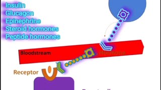 Receptors amp Signal Transduction A Summary Metabolism Made Easy [upl. by Petie365]