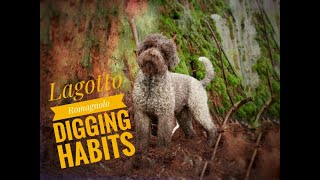 Lagotto Romagnolo digging habits [upl. by Lyn]