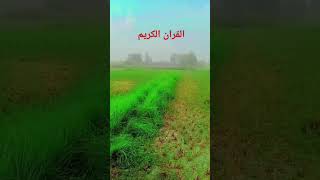 Surah Jin urdutranslation qurantilawat farming islamic urdu account love [upl. by Naillil]