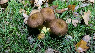 Armillaria lutea Armillaria gallica November 23 2023 [upl. by Aydni]