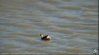 Zampullín común Webcam laguna Riet Vell seobirdlife [upl. by Astrid]