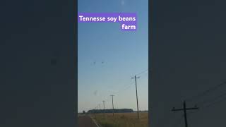 Tennessee soy beand youtubefarm 2024 music natureyoutube youtuber youtubeshorts tennessee [upl. by Lamahj]