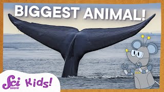 Blue Whales The Biggest Animal EVER  SciShow Kids [upl. by Adnohser]