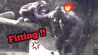 Chaos Erupts Everyone Protests Against the Leader 🐒🔥吵翻天，大家跟領導抗議 [upl. by Jamilla]