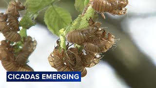 LIVE ABC7 Chicago Cicada Cam [upl. by Anam]