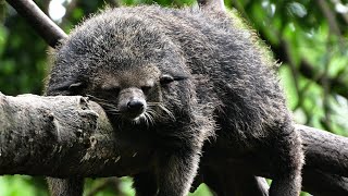 18 Interesting Facts about Binturongs FAQs🤨😗😘 [upl. by Dacia]