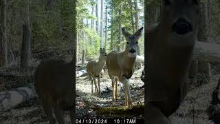 Whitetail Doe and triplets alberta wildlife albertacanada deer whitetaildeer animals nature [upl. by Eran98]