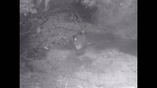 A New Zealand Morepork Owl takes a bath [upl. by Innej]