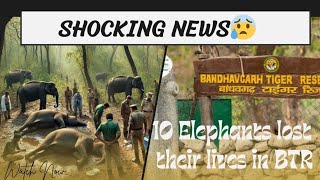 quotHeartbreaking Tragedy 10 Elephants Died in BTR Madhya Pradesh  What Went Wrongquotvet news [upl. by Poulter]