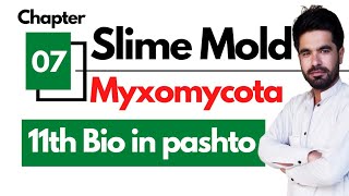 Plasmodial Slime Mold Myxomycota  Funguslike protists  Fungi and protista chapter 07 [upl. by Idaf623]