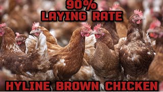 How to raise 200 layers hyline brown chicken 🐔giving 180  190 eggs per day [upl. by Ylhsa]