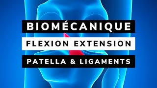 BIOMÉCANIQUE de la PATELLA  des LIGAMENTS CROISÉS et COLLATÉRAUX [upl. by Bald80]