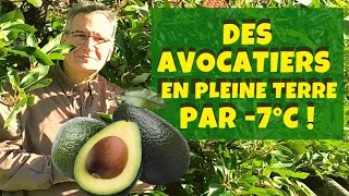 Cultiver des avocatiers résistants au froid en pleine terre [upl. by Rakabuba]