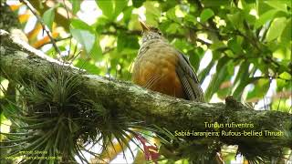 Rufousbellied Thrush singing Turdus rufiventris Brazil 2021 Antonio Silveira [upl. by Pardo]