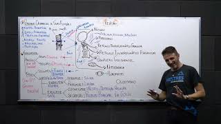 TOP 3  Biologia no enem  Citologia  Organelas e suas funções [upl. by Ynnaf]