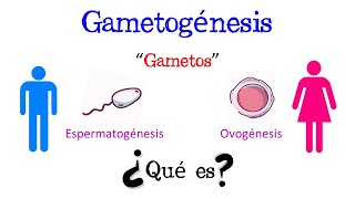 💥 ¿Qué es la Gametogénesis 💥 Fácil y Rápido  BIOLOGÍA [upl. by Llerrut397]