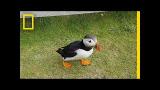 Watch Curious Puffin Befriends a Tourist  National Geographic [upl. by Madoc]