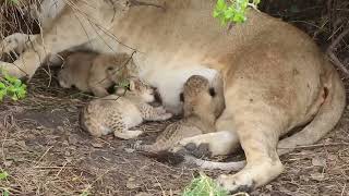 Tiny newborn lion cubs Serengeti  African Family Safaris [upl. by Leagiba]