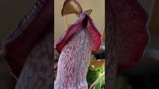 Nepenthes spectabilis x veitchii BE3636 shorts [upl. by Porte]